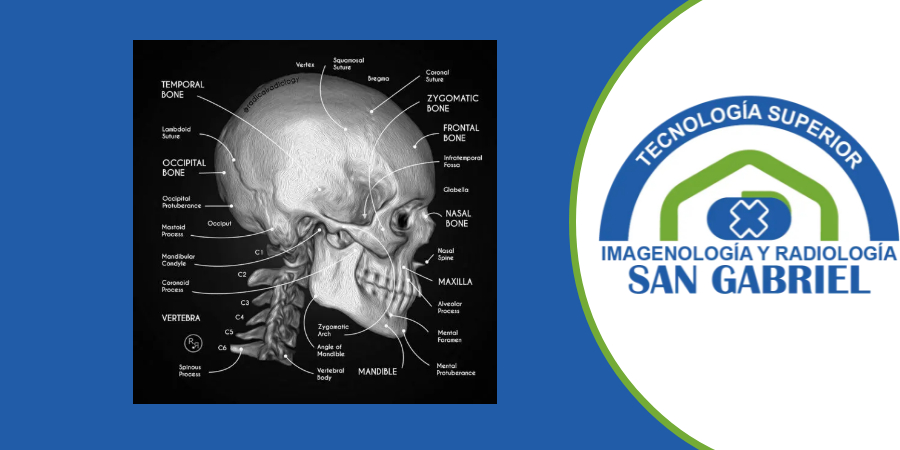 Anatomía Radiológica_AS_24