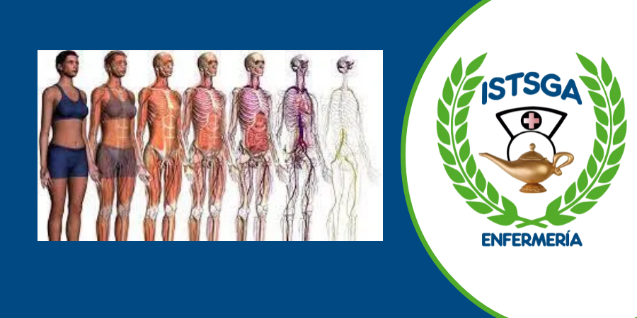 Morfofisiología Humana I_AS_24