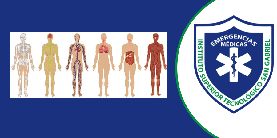 Morfofisiología I_T_26