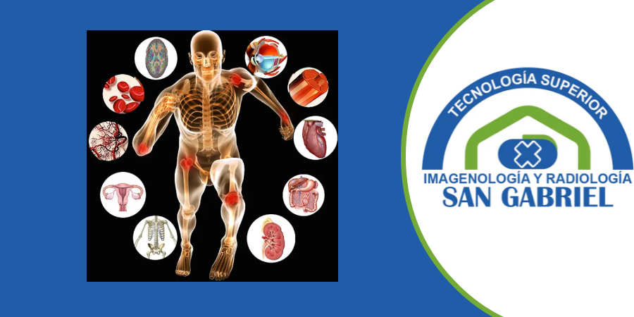 Morfofisiología II_OM_26