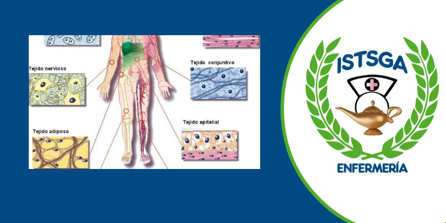 Morfofisiología Humana II_L_OM_26